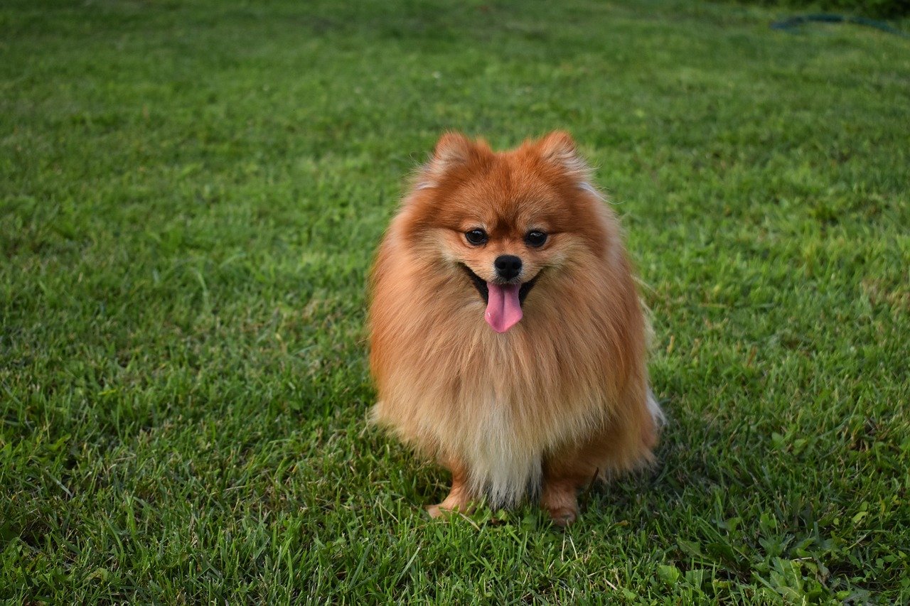 spitz nain toilettage