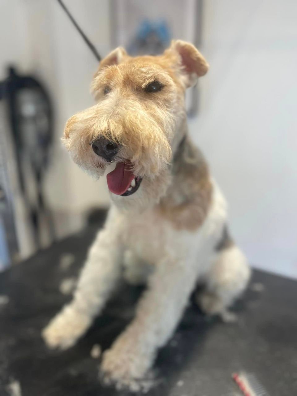 Noisette la parisienne