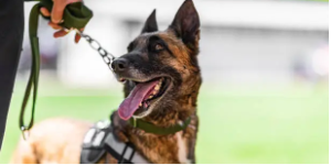 chiens qui ont sauvé des vies - le berger allemand