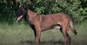 Tout savoir sur le malinois : caractère, les bases de l'éducation