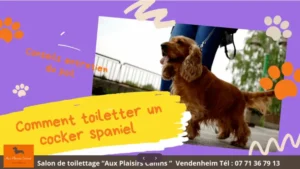 Toiletter un cocker - par Aux plaisirs canins 67 : Comment toiletter un cocker spaniel ou cocker américain