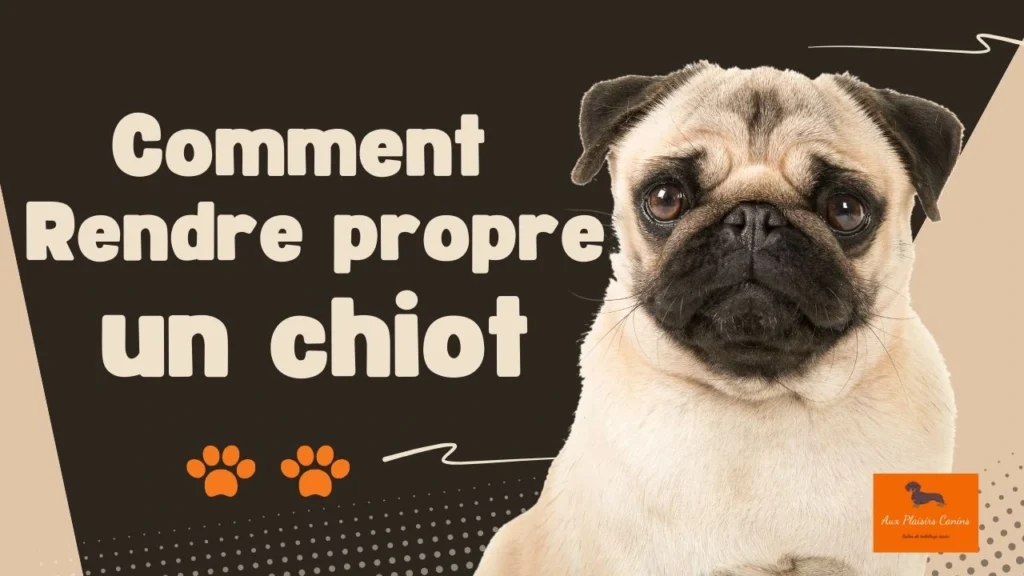 Comment rendre un chiot propre rapidement ? Suivez les conseils onseils d'Aux Plaisirs canins, Meilleur salon de toilettage du Bas Rhin