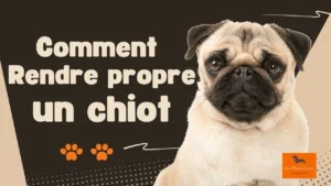 Découvrez comment rendre votre chiot propre rapidement. Suivez les conseils du meilleur toiletteur à Strasbourg " Aux Plaisirs Canins.fr"