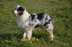 Le berger australien ou australian sheperd, shepherd dog, australian shepherd dog, ou Aussie