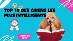 Top 10 des chiens les plus intelligents selon nos compatriotes français