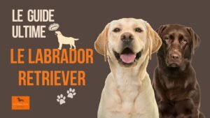 Tout savoir sur le labrador retriever - Aux Plaisirs Canins