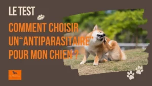 quel est le meilleur antiparaitaire pour mon chien ?