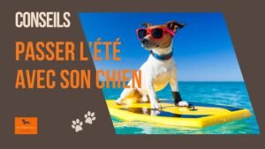 comment bien passer l'été avec son chien - nos conseils