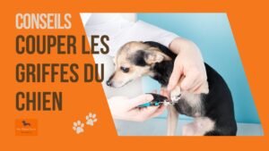 tutoriel pour apprendre à couper les griffes de mon chien