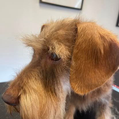 toiletteur strasbourg | epilation du teckel à poils durs