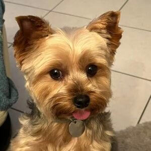 toiletteur strasbourg aux plaisirs canins