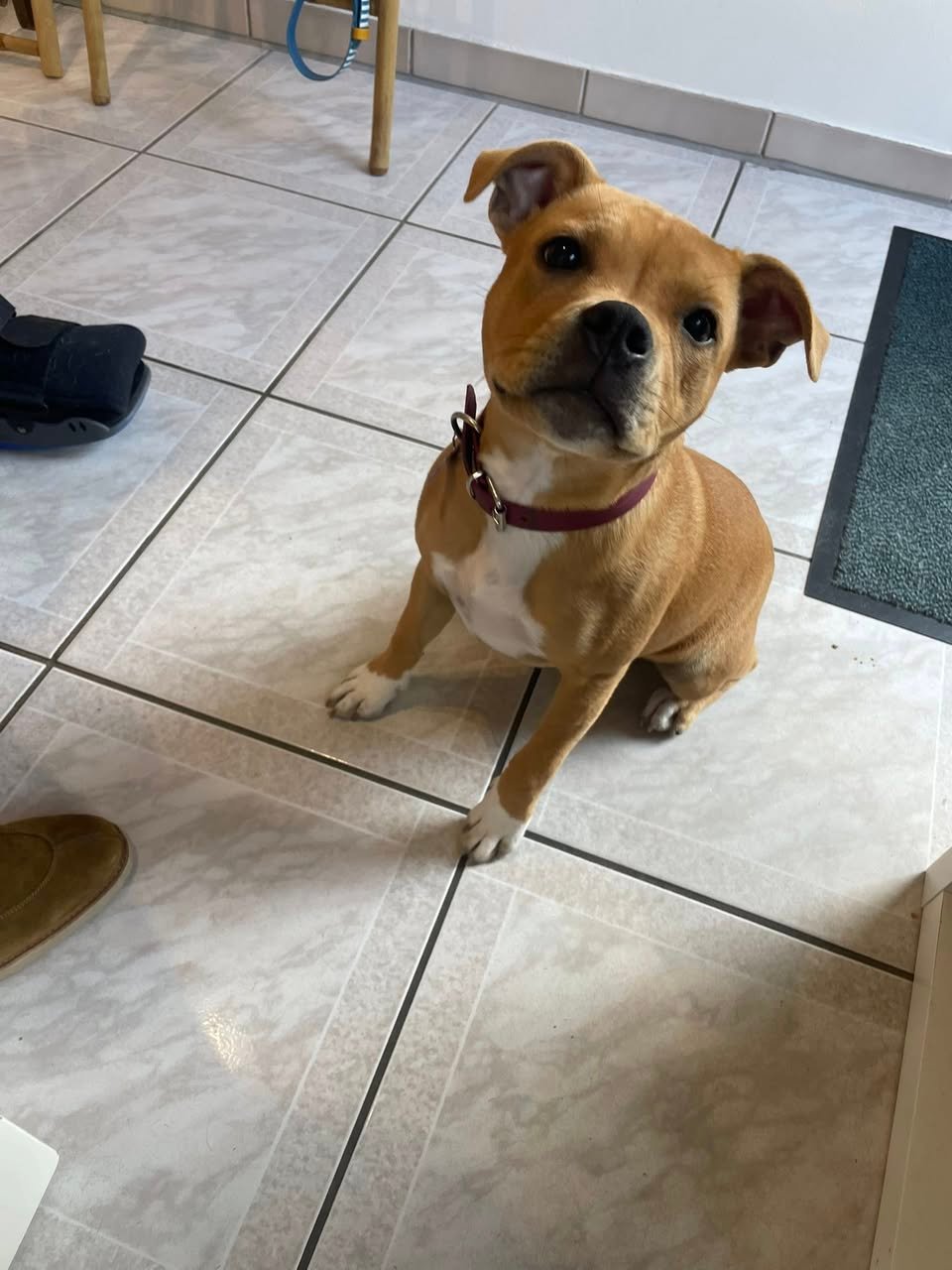 AINA adorable staff - Aux Plaisirs Canins Toilettage_n