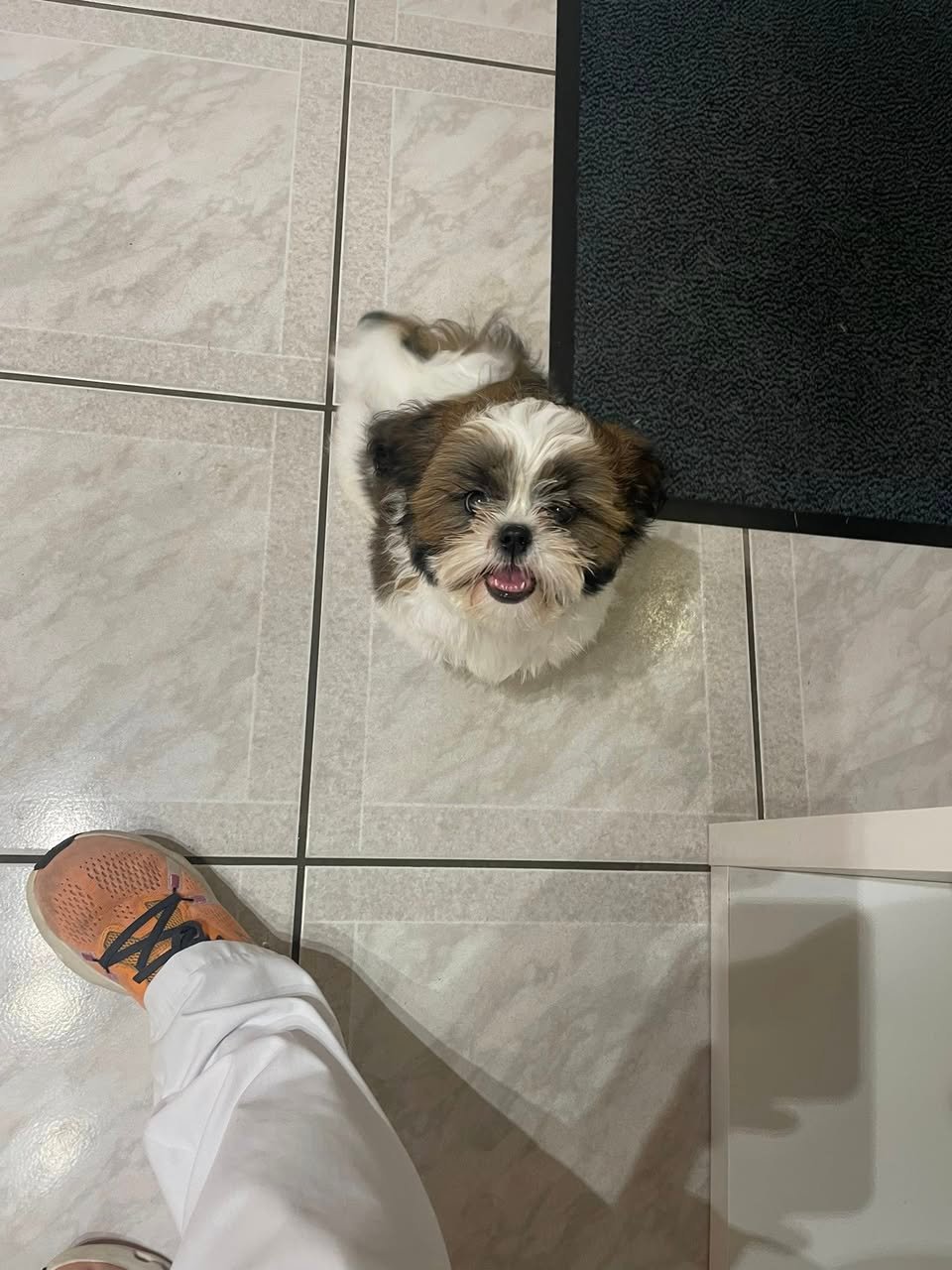 Abby shihtzu_ Aux Plaisirs Canins Toilettagen