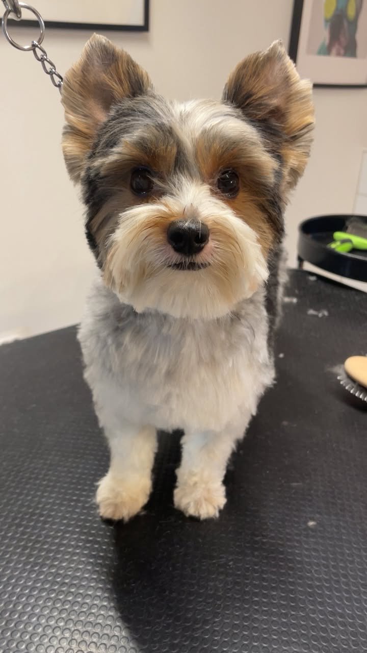 Charlie -Aux Plaisirs Canins Toilettage AAA_n