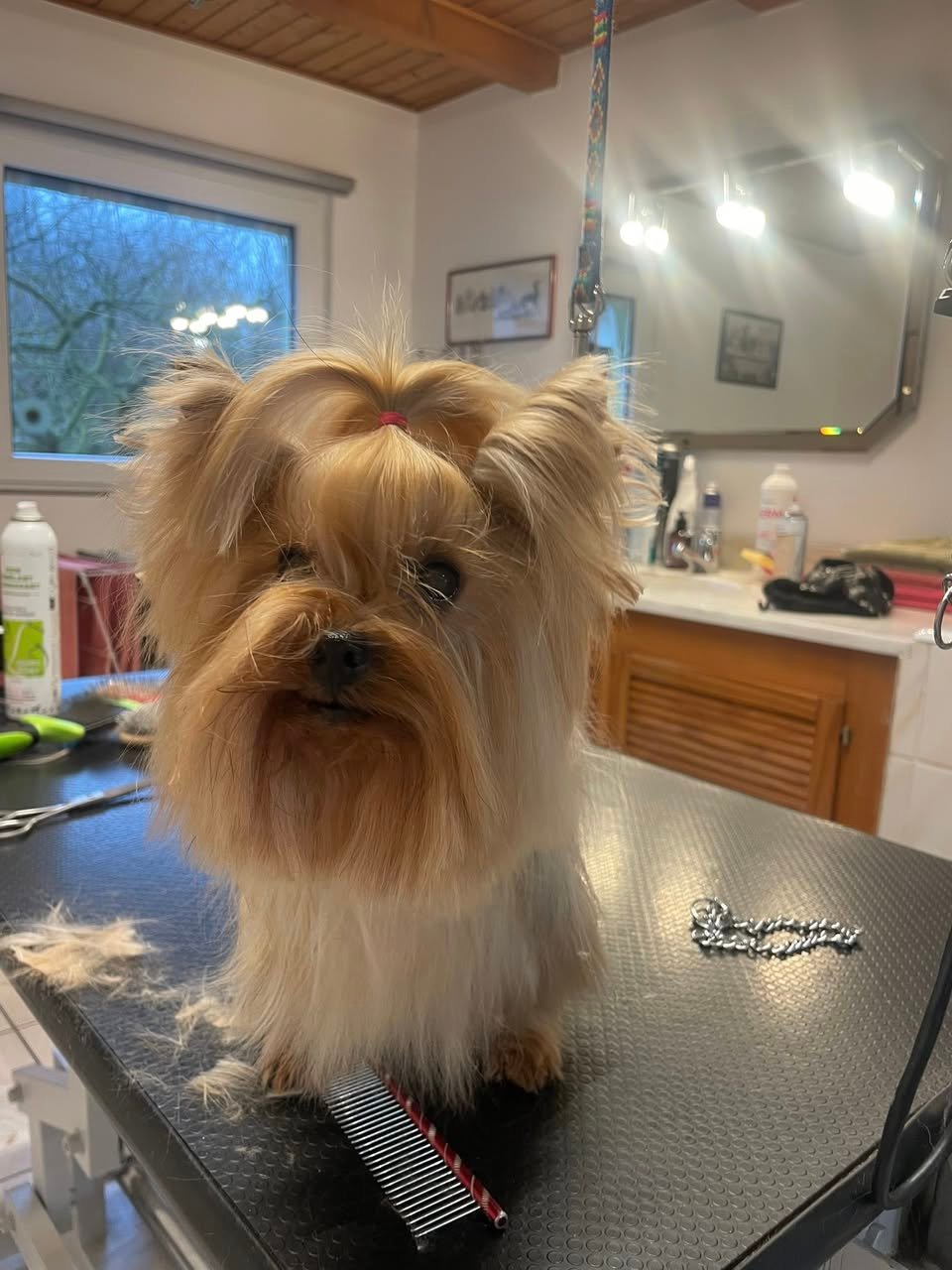 Jessie yorkshire -Aux Plaisirs Canins Toilettage_n