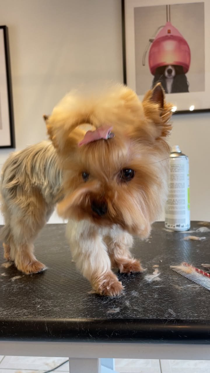 Jessy - aux plaisirs canins vendenheim toilettage canin_n