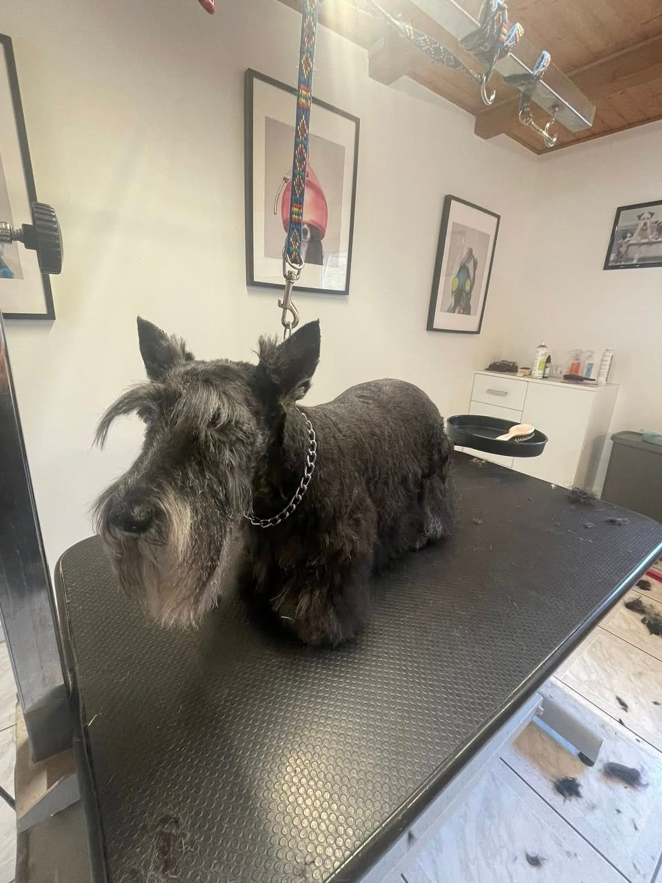 June - scottish terrier -Aux Plaisirs Canins Toilettage