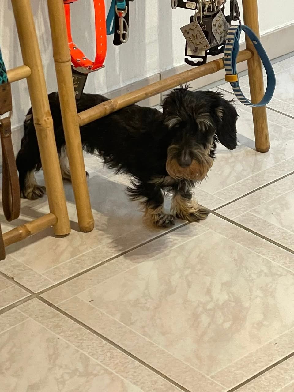 Karma frère de theo - teckel poils durs -Aux Plaisirs Canins Toilettage_n