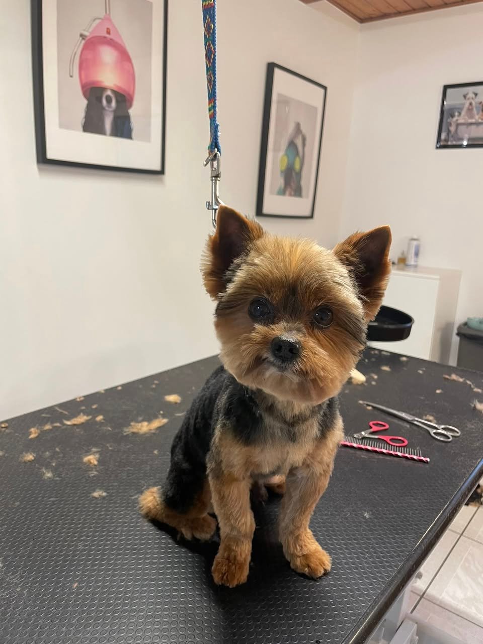 Leiko toiletté au salon aux plaisirs canins vendenheim Mars 2026_n