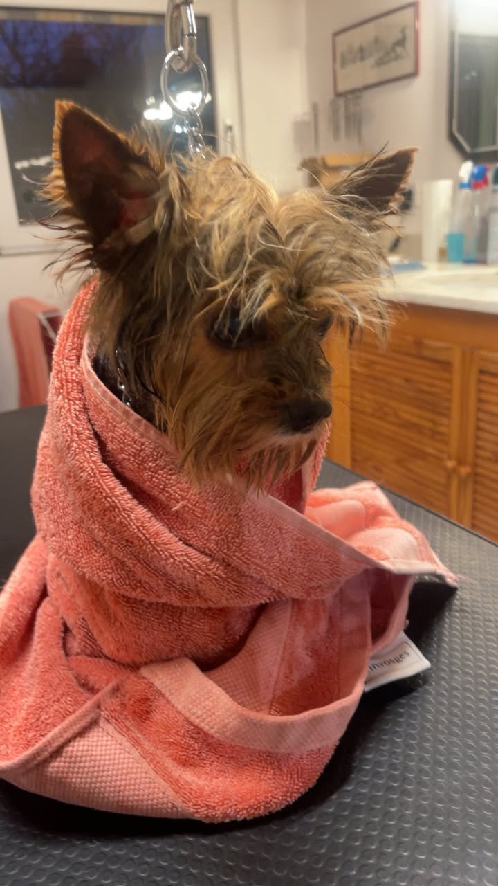 Leiko yorkshire -Aux Plaisirs Canins Toilettage_n