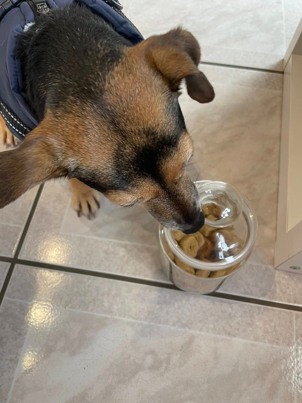 Lena- récompense après son toilettage - Aux Plaisirs Canins Toilettage_n