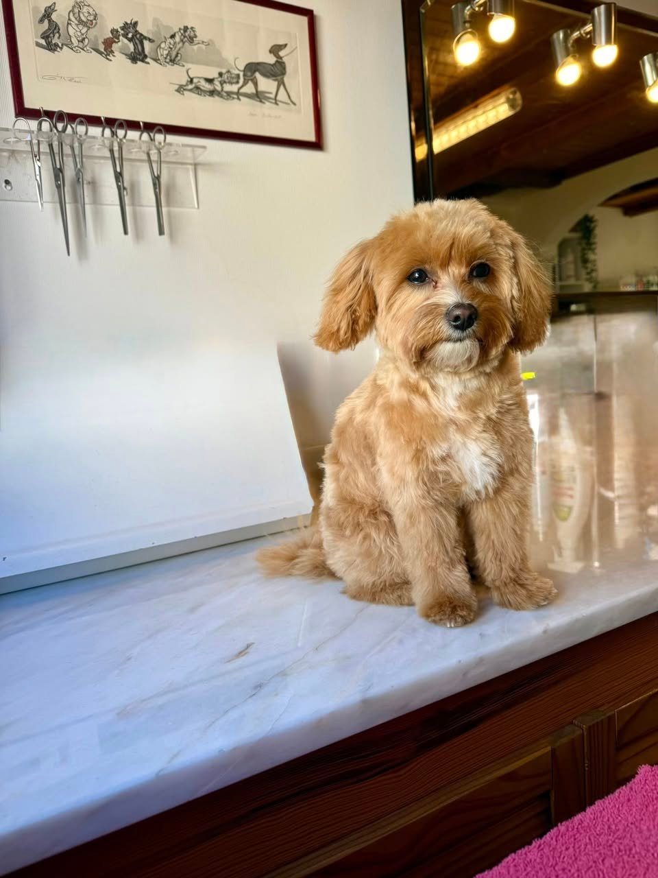 Milo toilettage Aux plaisirs canins Avril 2026_n