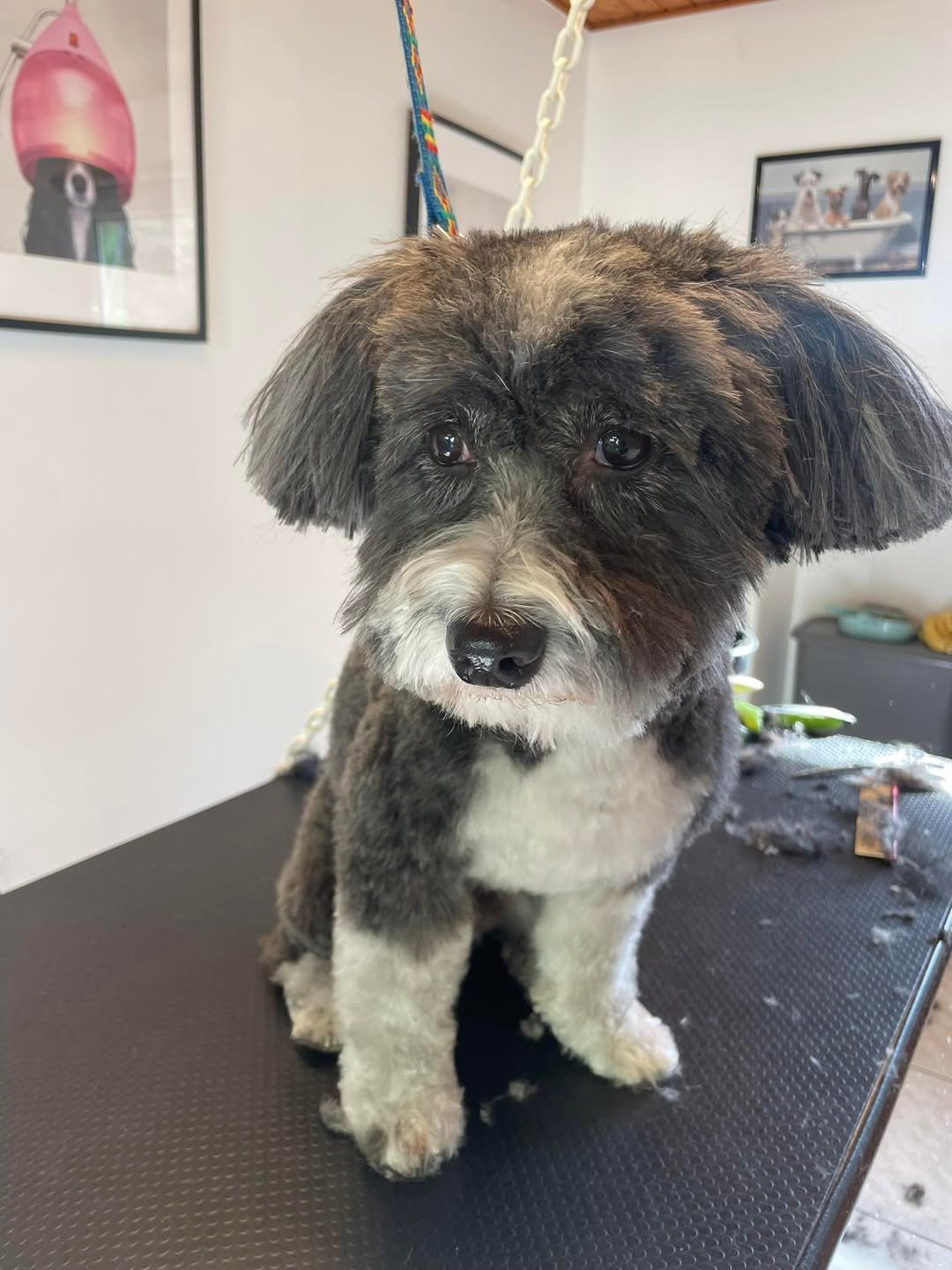 Oli Mars 2026 -Aux Plaisirs Canins Toilettage