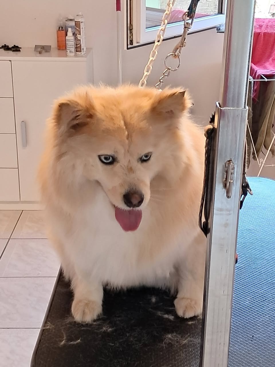 Perle toilettée Mars 2026 Aux plaisirs canins Alsace_n