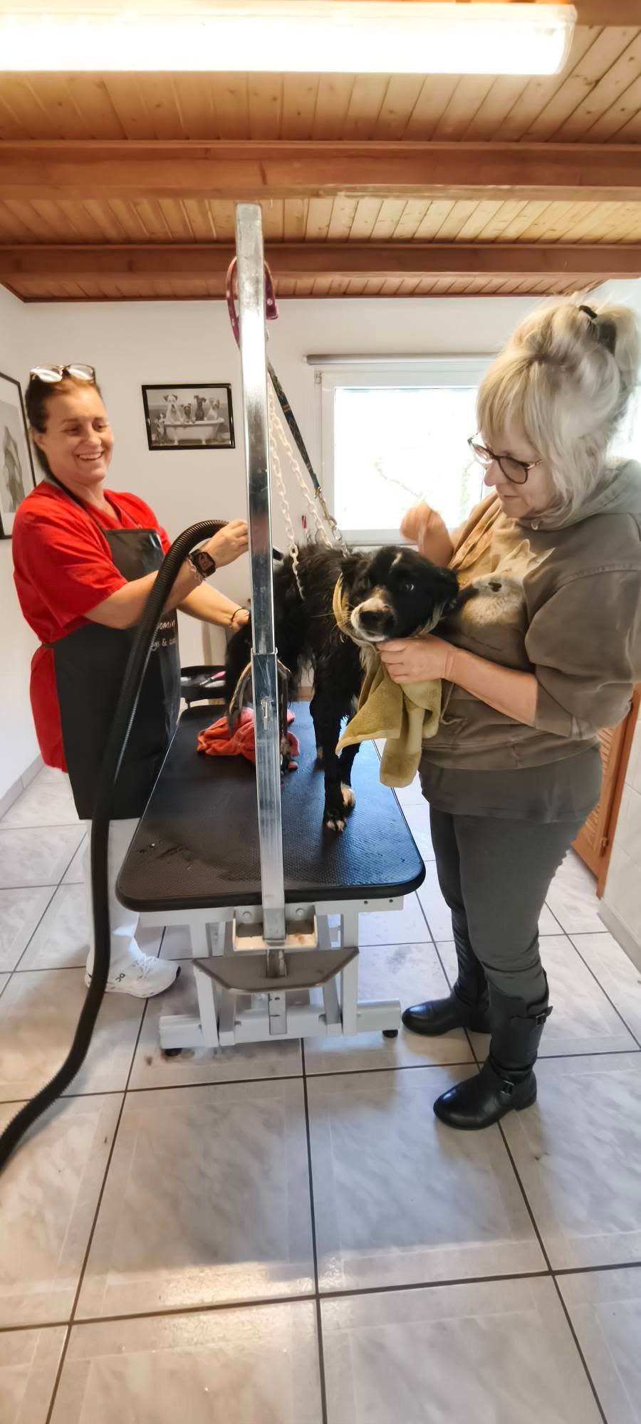 Run - toiletté chez aux plaisirs canins_n