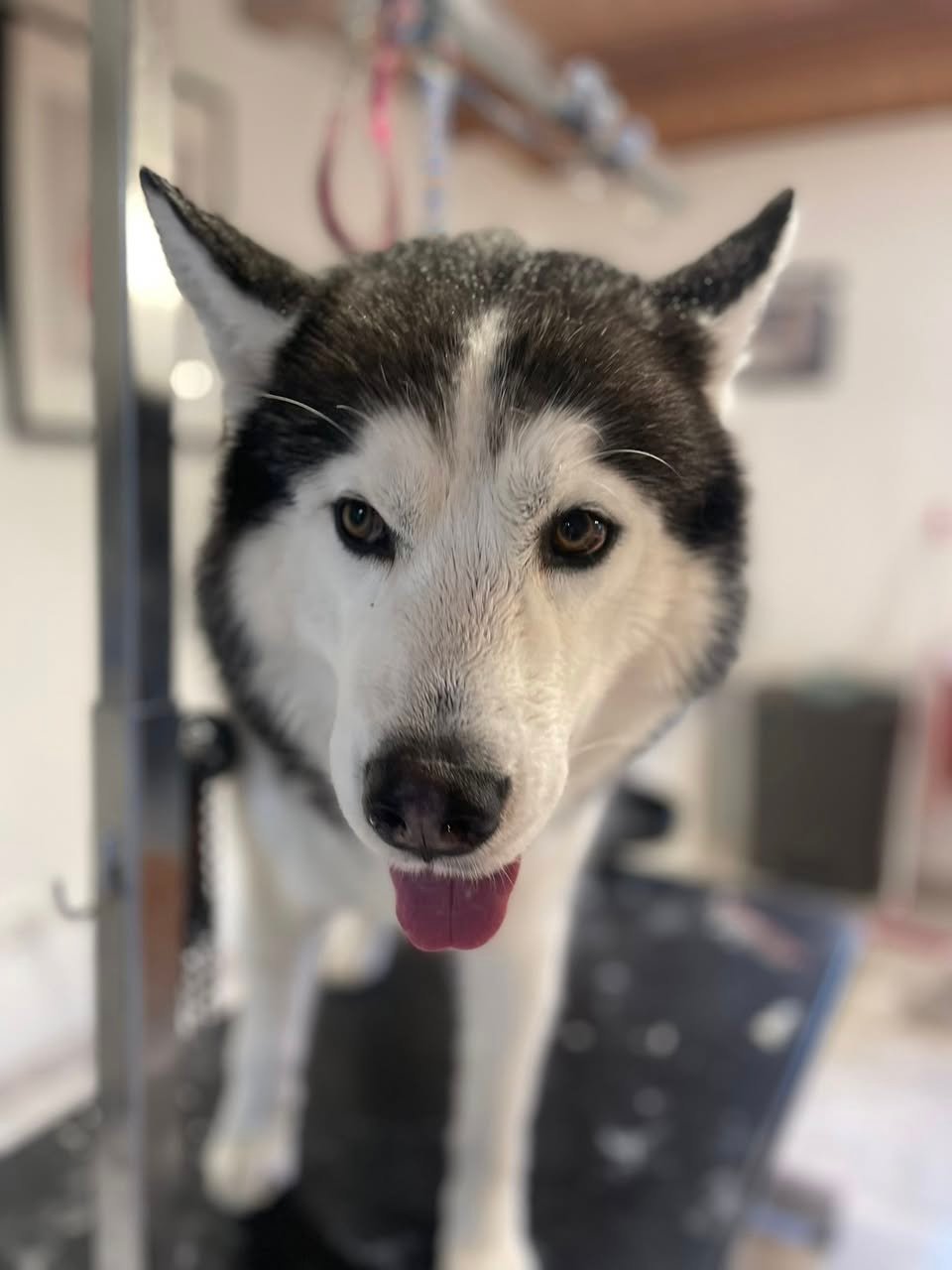 Sako husky -Aux Plaisirs Canins Toilettage_n