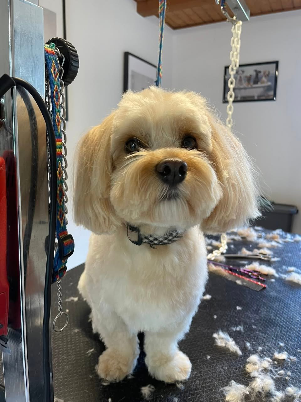 Snickers MArs 2026 aux plaisirs canins_n