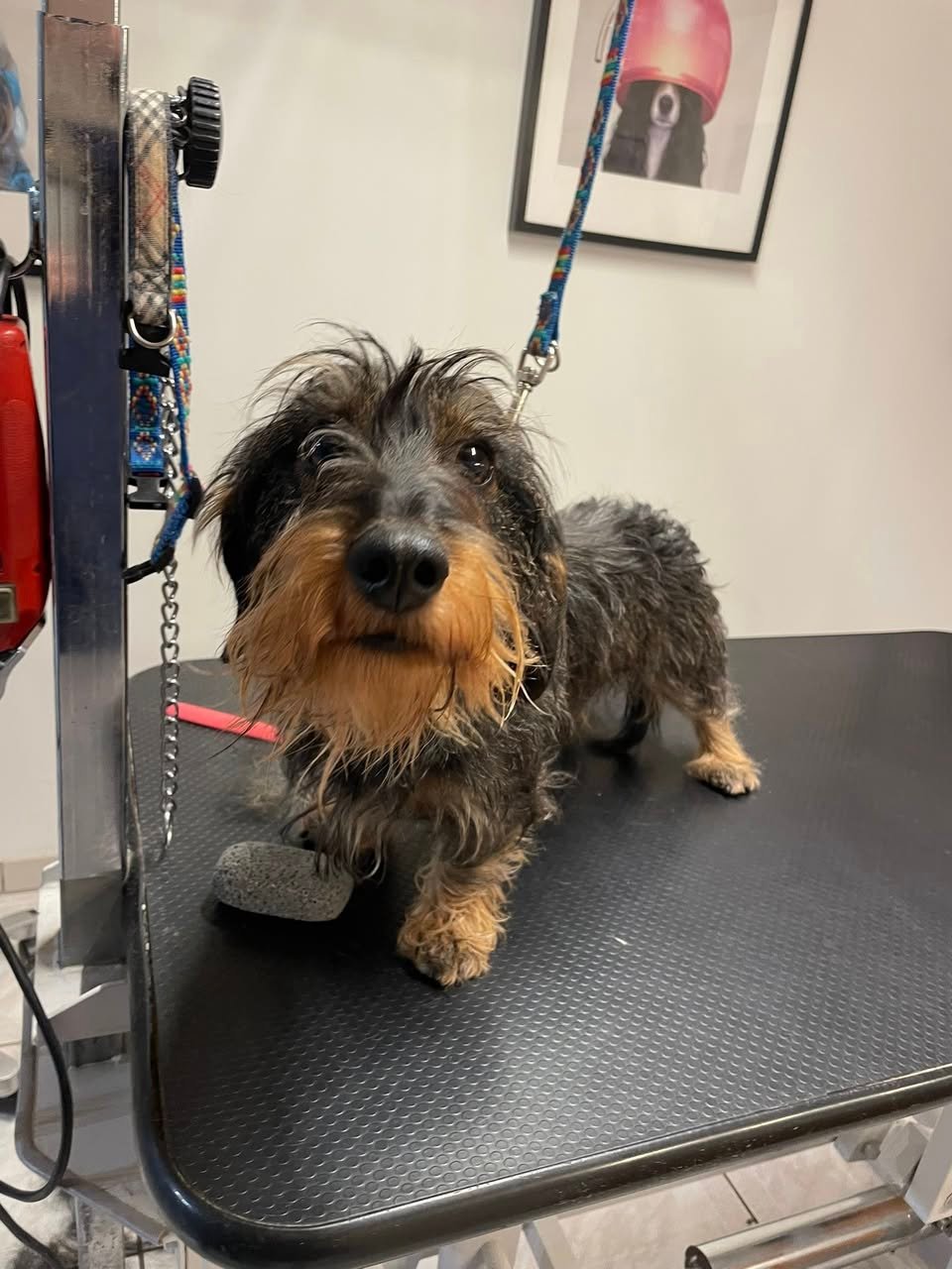 Socket avant son toilettage