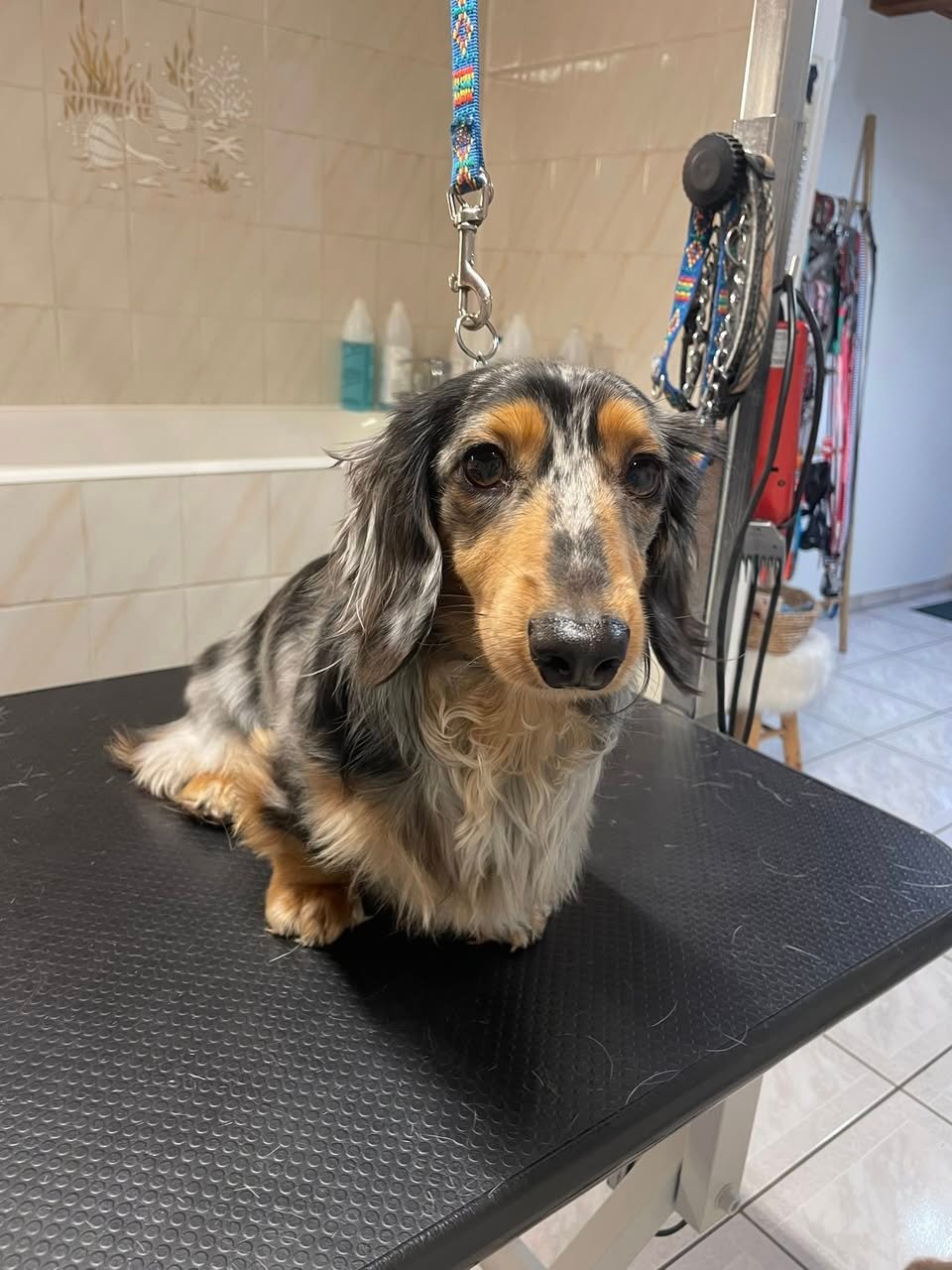 Teckel arlequin poils longs -Aux Plaisirs Canins Toilettage