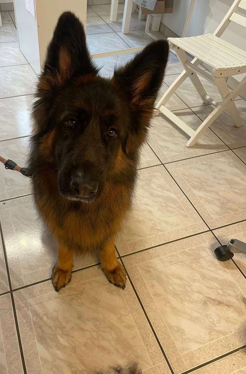 Tesla -berger allemand poils longs