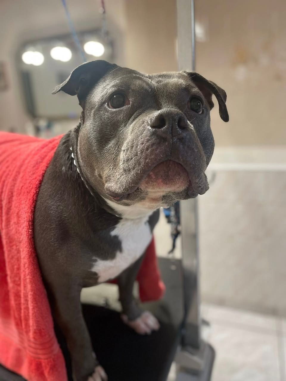 Themis - american pitbull- Aux Plaisirs Canins Toilettage_n