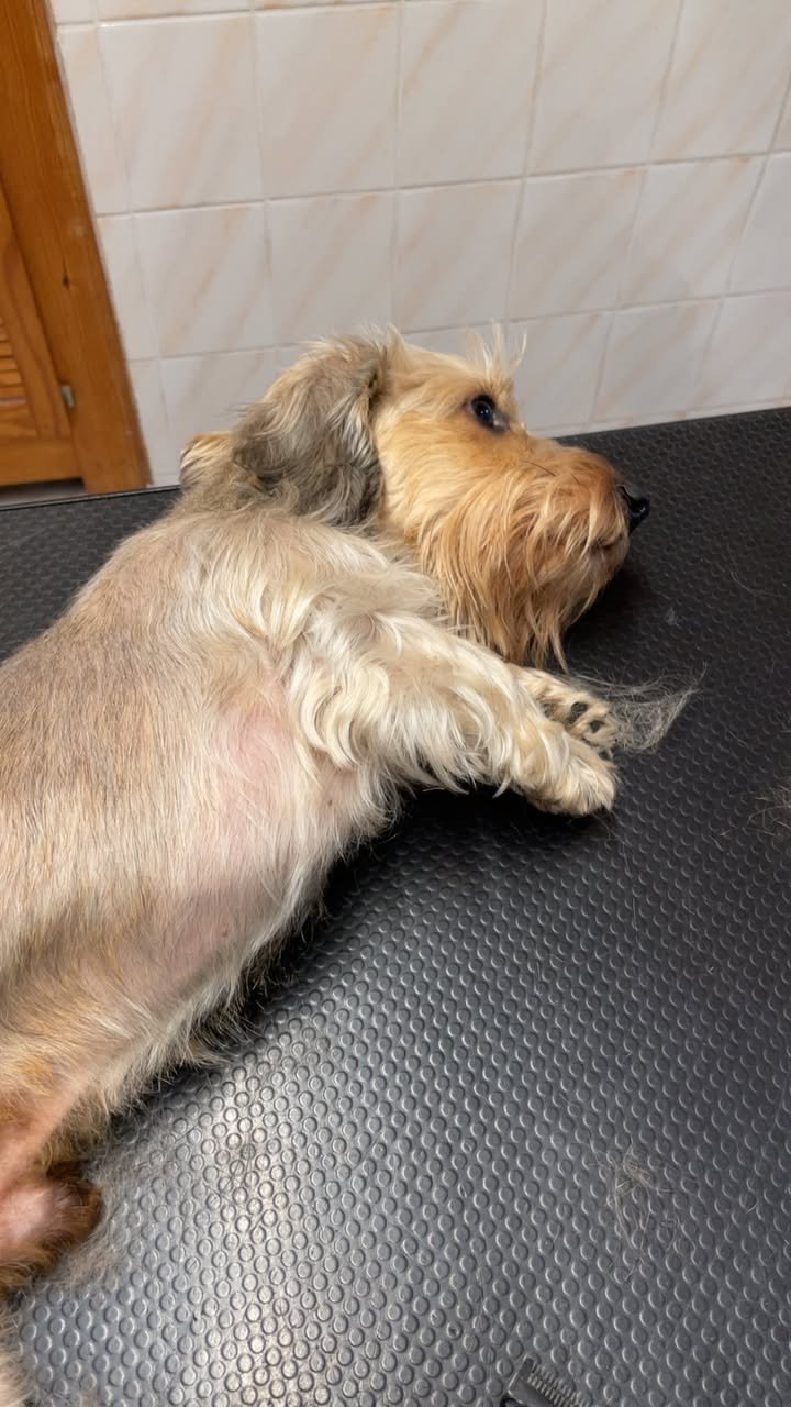 Theo - teckel poil dur - Aux Plaisirs Canins Toilettage_n