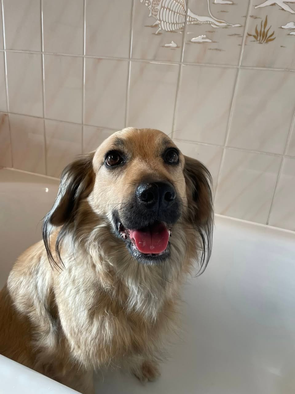 Toilettage aux plaisirs canins Mars 2026