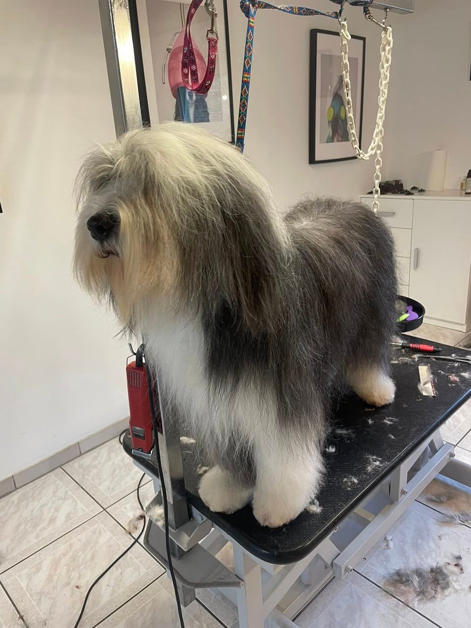 Tokyo bobtail -Aux Plaisirs Canins Toilettage_n