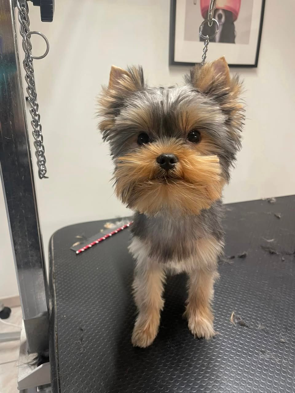 Vasco yorkshire-Aux Plaisirs Canins Toilettage_n