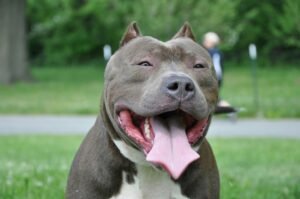Happy pit bull dog with tongue out in a park. Perfect for pet and nature themes.