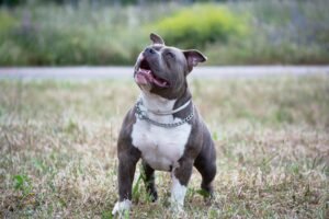 Cute Pit Bull Terrier looking up in a grassy field, showcasing its playful nature.