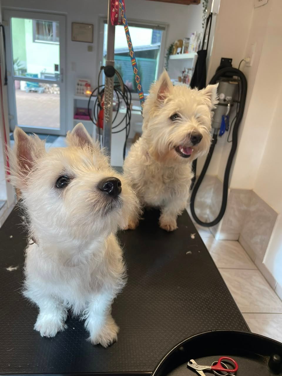 westi s- Aux Plaisirs Canins Toilettage_n