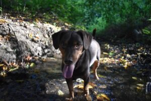 cute, dog, pet, water, bach, domestic animal, animal, view, portrait, animal portrait, snout, relaxed, nature, fall, pant, mammal