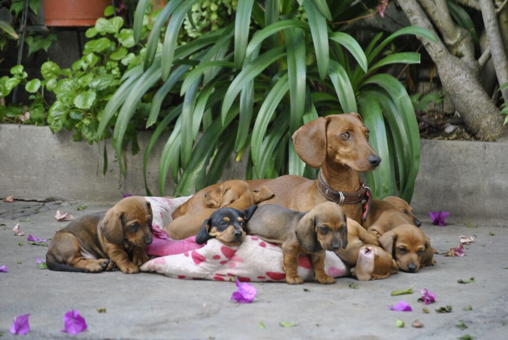 Protéger son chien de la chaleur : chiens à risue les chiots et les mères allaitantes